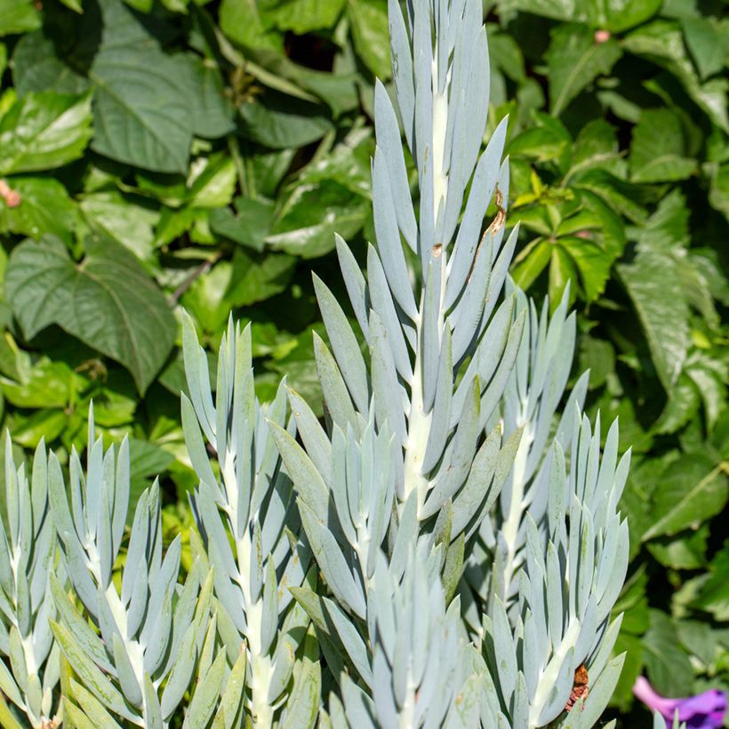 Senecio ficoides - Curio ficoides (Follaje)