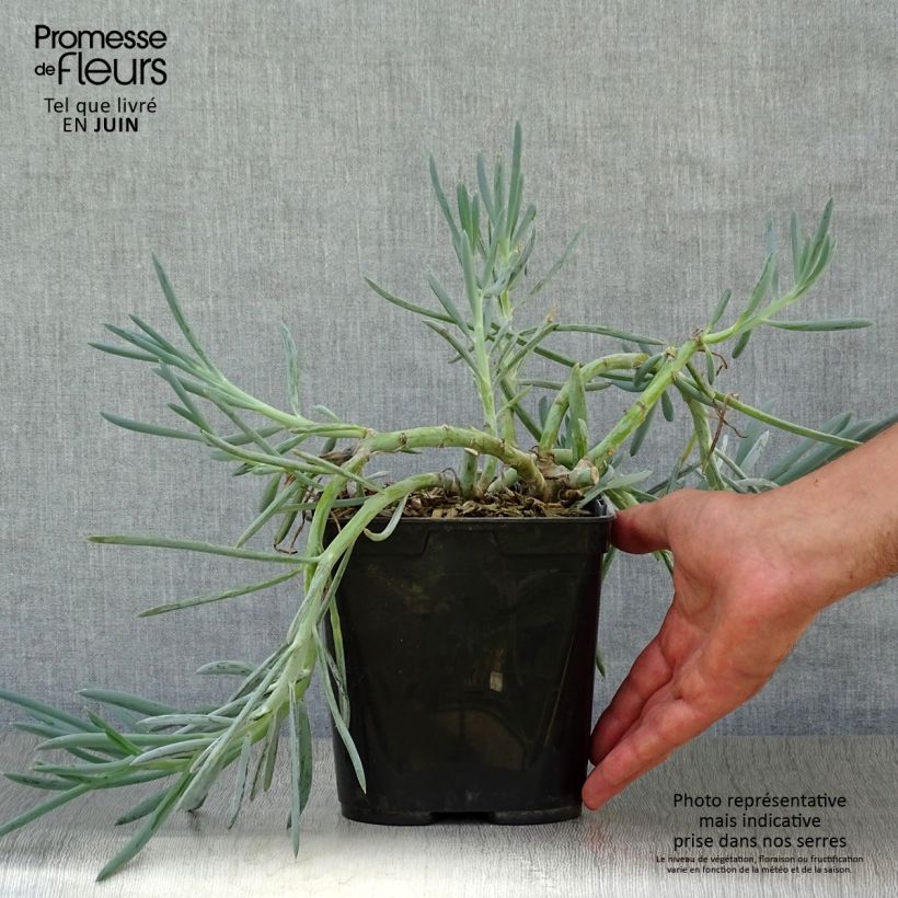 Ejemplar de Senecio talinoides subsp. mandraliscae Maceta 2L/3LAltura de entrega aprox. 30+cm entregado en verano