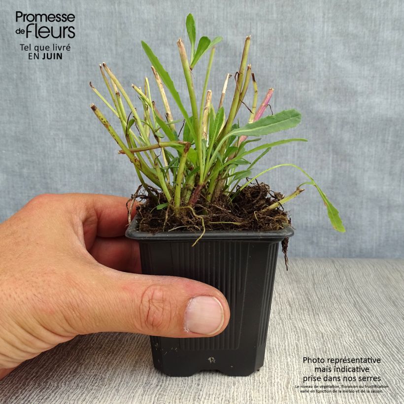 Ejemplar de Senecio polyodon Maceta de 8/9 cm entregado en verano
