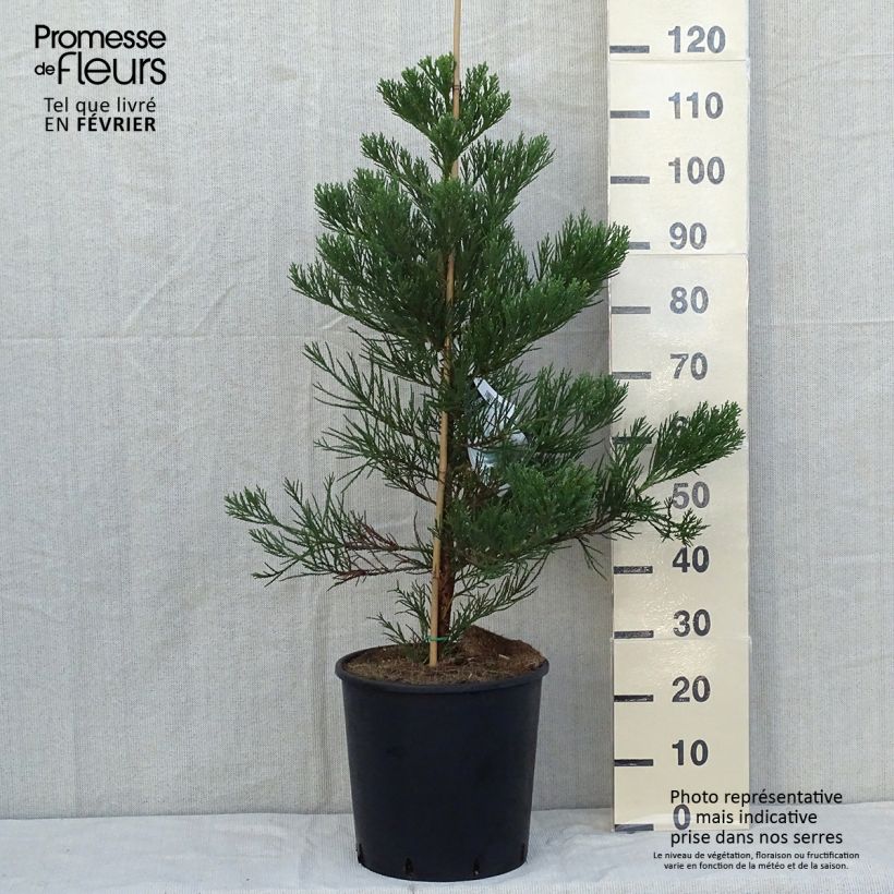 Ejemplar de Sequoiadendron giganteum Greenpeace - Secuoya gigante Maceta 18L/20L entregado en otoño