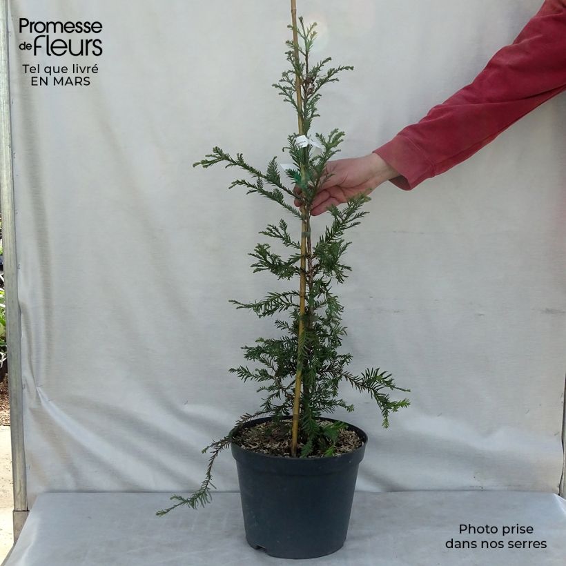 Sequoia sempervirens - Secuoya Maceta 7,5L/10L Ejemplar entregado en invierno