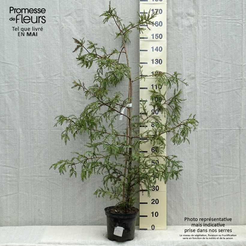 Sequoia sempervirens - Secuoya Maceta 7,5L/10LAltura de entrega aprox. 90+cm Ejemplar entregado en la primavera