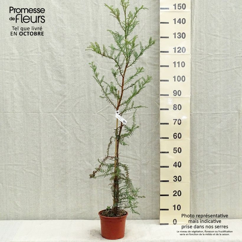 Ejemplar de Sequoia sempervirens - Secuoya Maceta 3L/4L entregado en otoño