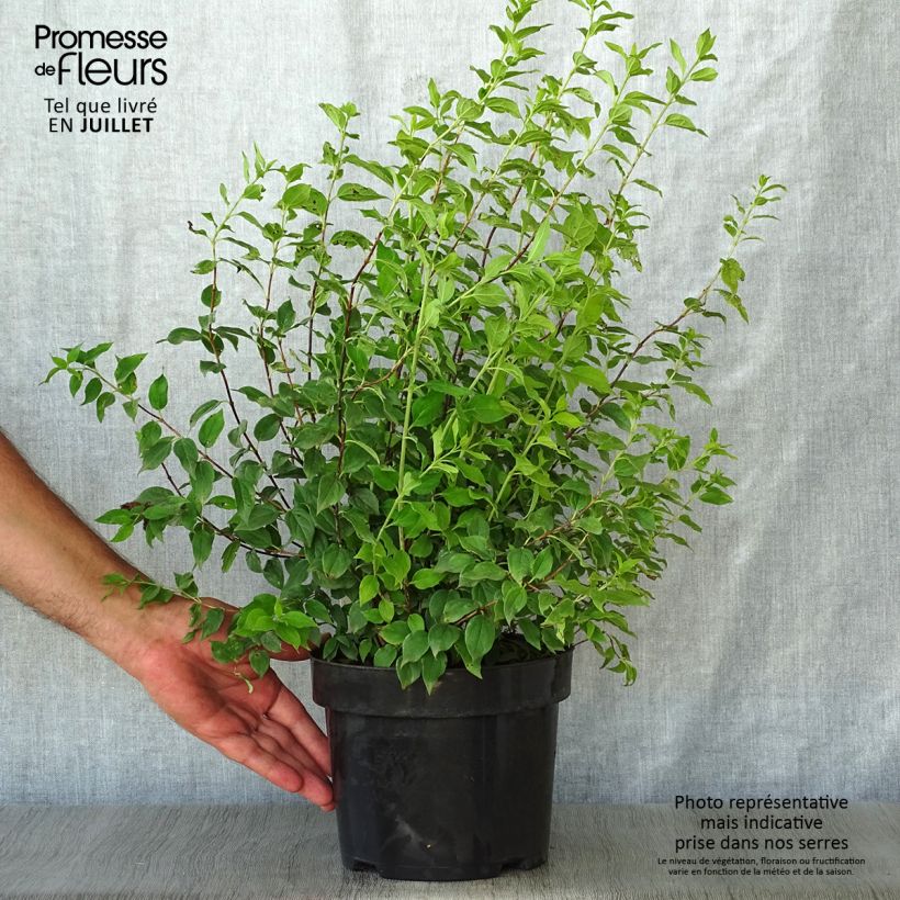 Ejemplar de Philadelphus lemoinei Manteau d'Hermine - Celinda Maceta 3L/4L entregado en verano