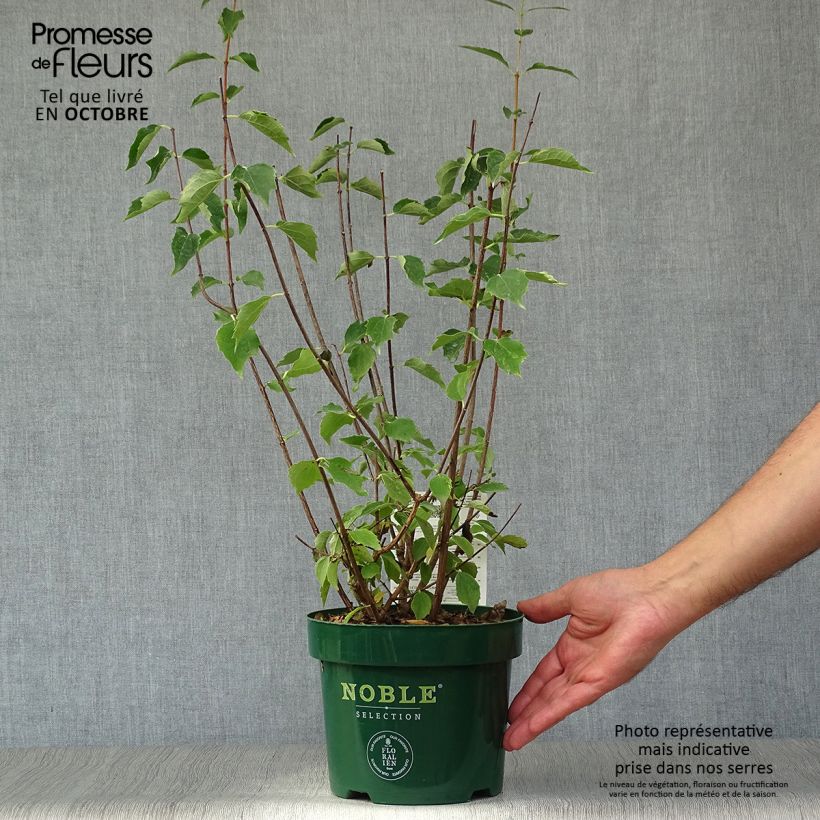 Ejemplar de Philadelphus lemoinei Innocence - Celinda Maceta 3L/4L entregado en otoño