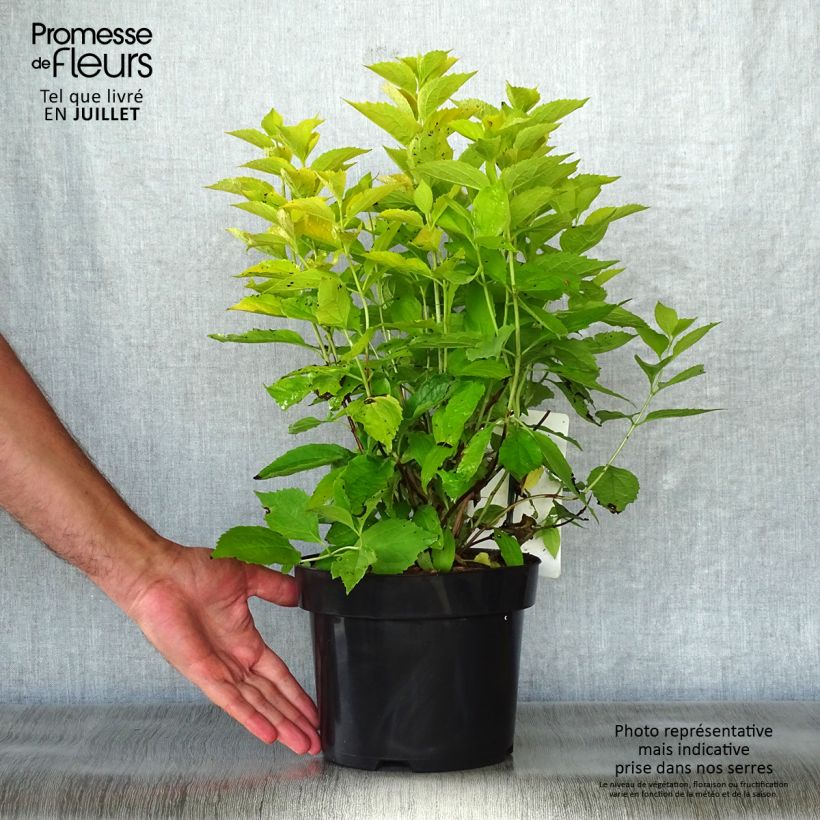 Ejemplar de Philadelphus coronarius Aureus - Celinda Maceta 2L/3LAltura de entrega aprox. 50+cm entregado en verano