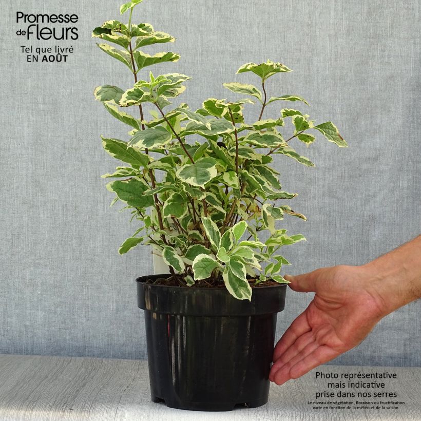 Ejemplar de Philadelphus coronarius Variegatus - Celinda Maceta 3L/4LAltura de entrega aprox. 40/50cm entregado en verano
