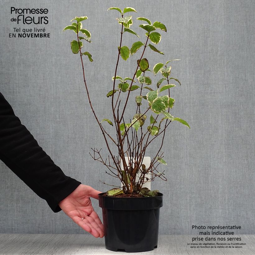 Ejemplar de Philadelphus coronarius Variegatus - Celinda Maceta 3L/4L entregado en otoño
