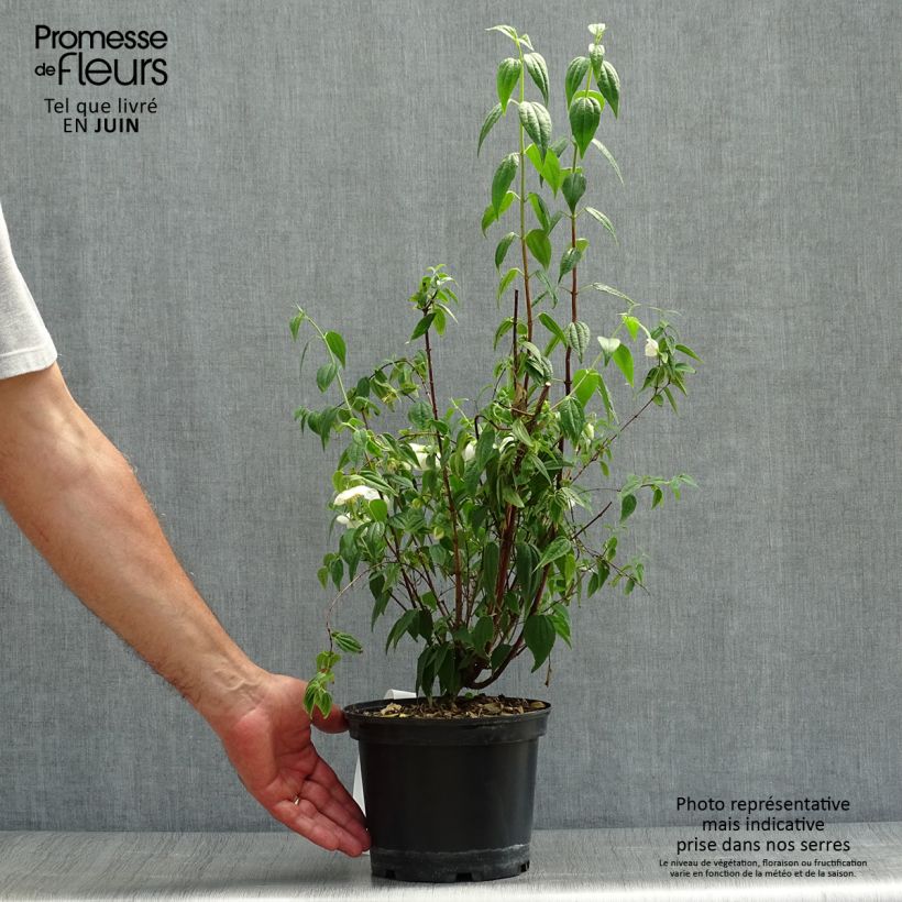 Ejemplar de Philadelphus mexicanus - Celinda Maceta 3L/4L entregado en verano