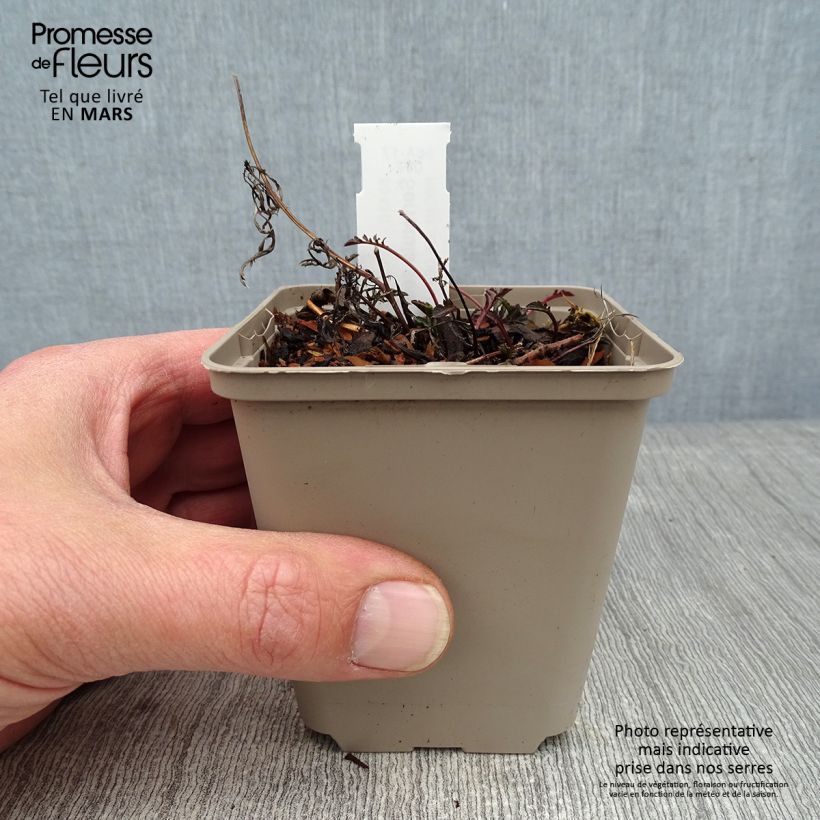 Serratula tinctoria ssp seoanei Maceta de 8/9 cm Ejemplar entregado en invierno