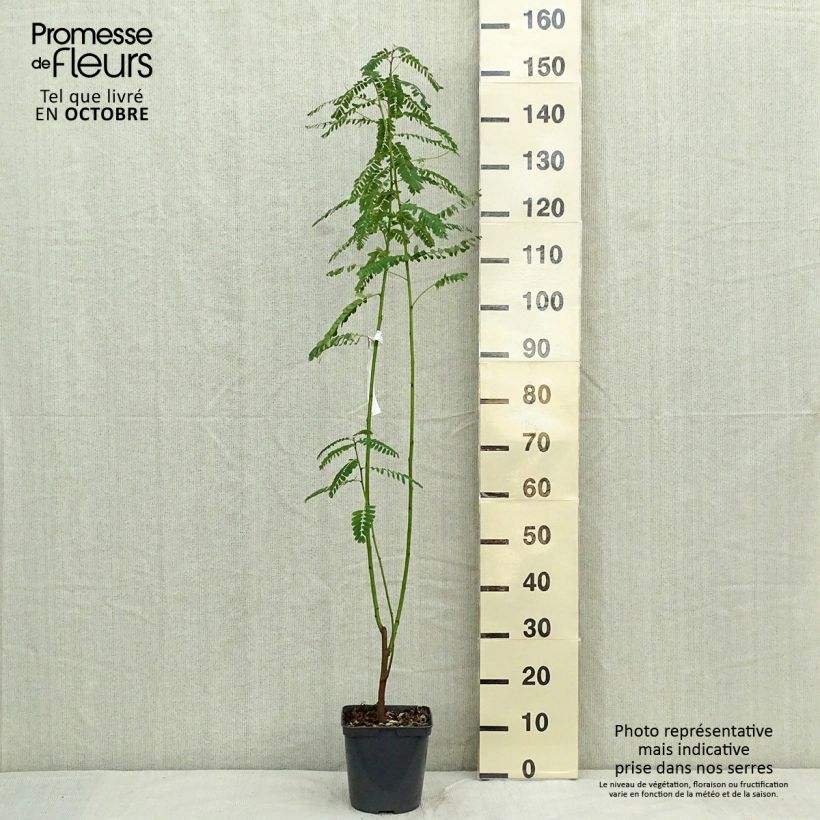 Ejemplar de Sesbania punicea - Sesbania Maceta 2L/3L entregado en otoño