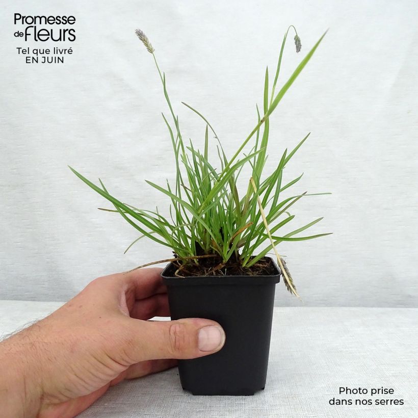 Ejemplar de Sesleria argentea - Seslérie argentée Godet de 9cm entregado en verano