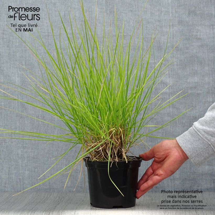 Sesleria autumnalis - Seslérie d'automne - Pot de 2L/3L Ejemplar entregado en la primavera