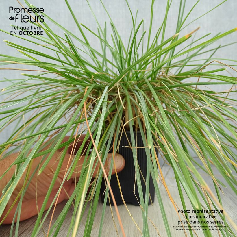 Ejemplar de Sesleria caerulea Maceta de 8/9 cm entregado en otoño