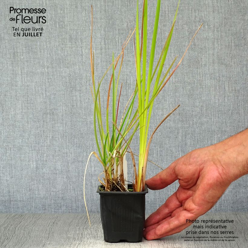 Ejemplar de Sesleria heufleriana - Seslerie en godet de 9 cm entregado en verano