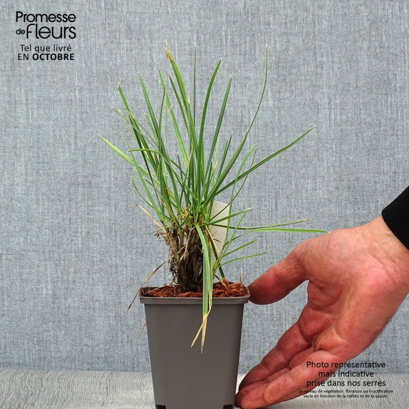 Ejemplar de Sesleria nitida Maceta de 8/9 cm entregado en otoño