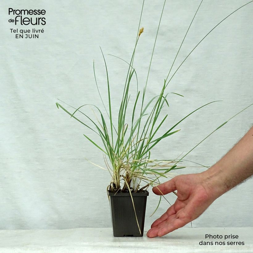 Ejemplar de Sesleria nitida - Seslérie Godet de 9cm entregado en verano