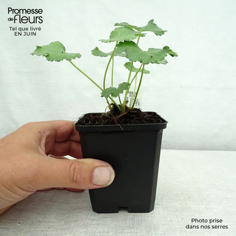 Ejemplar de Sidalcea malviflora Elsie Heugh Maceta de 8/9 cm entregado en verano