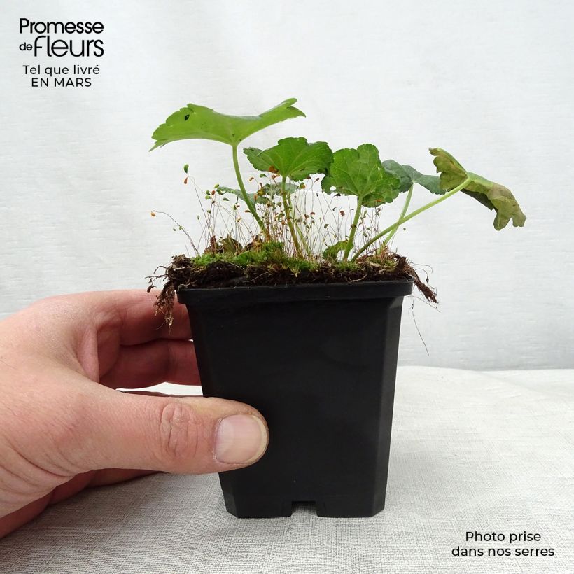 Sidalcea malviflora Elsie Heugh, Sidalcée Godet de 9cm Ejemplar entregado en la primavera