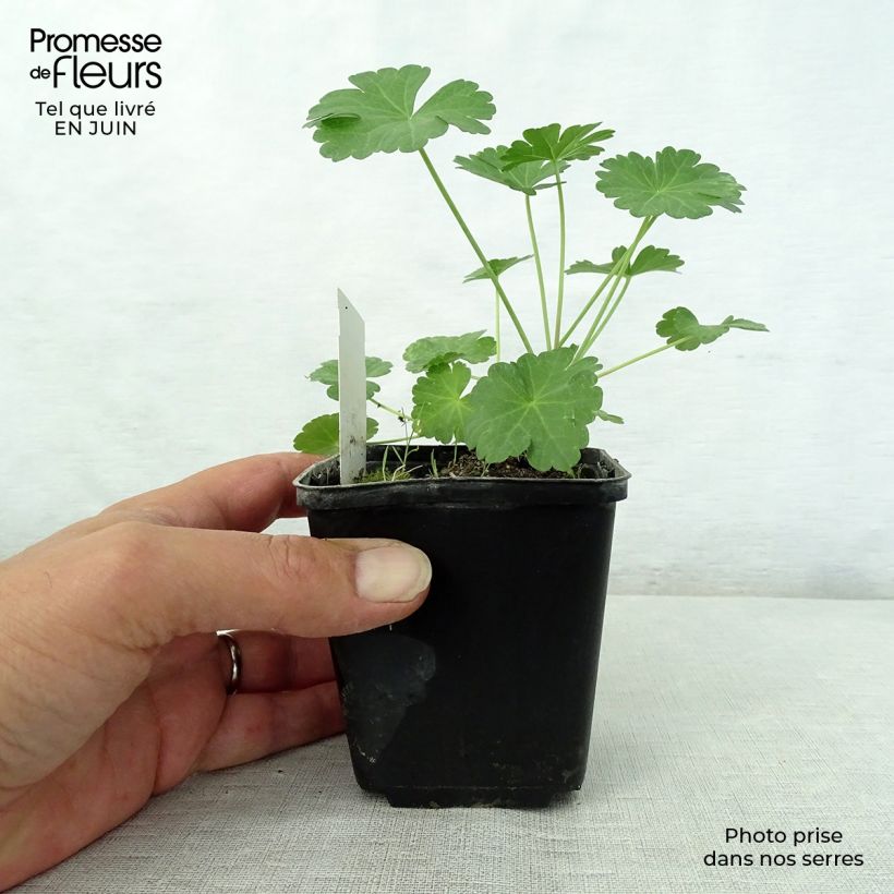 Ejemplar de Sidalcea candida Maceta de 8/9 cm entregado en verano