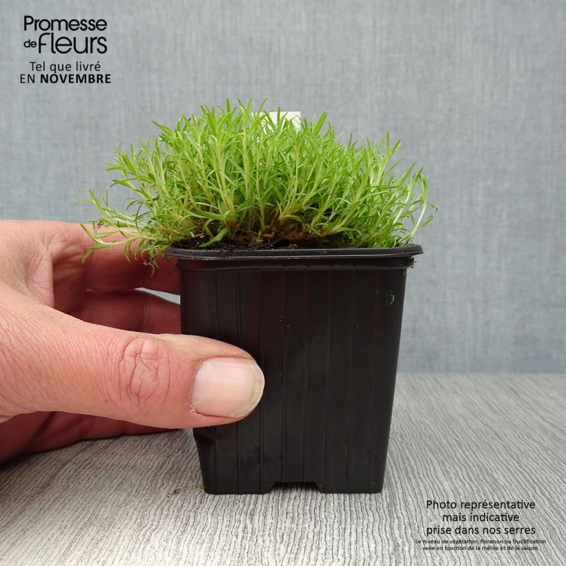 Ejemplar de Silene acaulis Maceta de 8/9 cm entregado en otoño