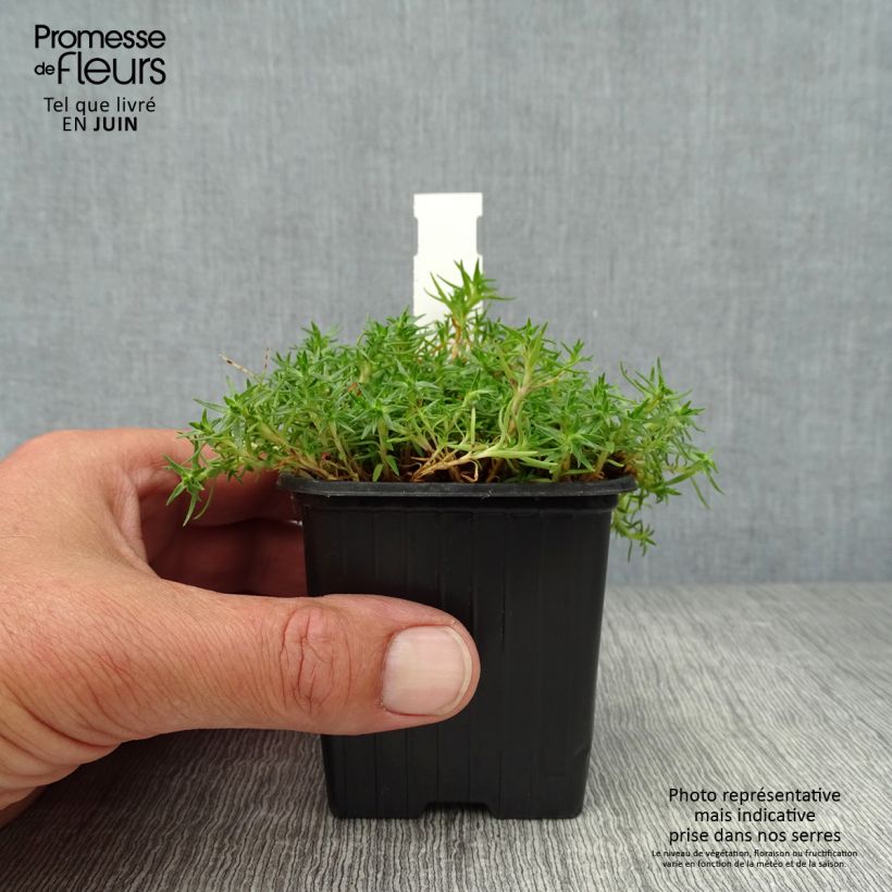 Ejemplar de Silene acaulis Godet de 8/9 cm entregado en verano