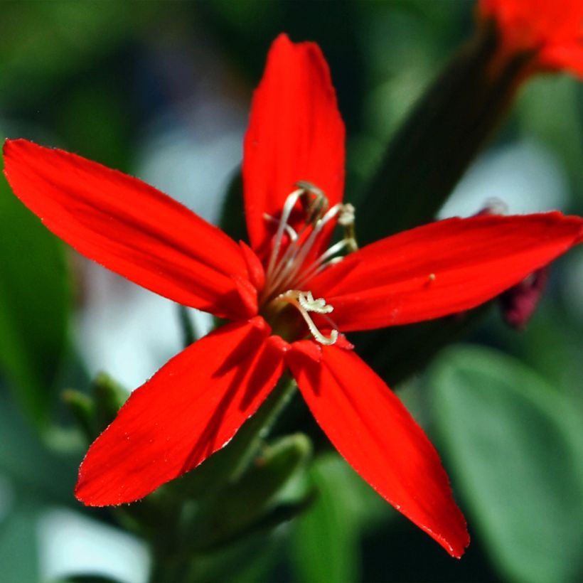 Silene regia (Floración)