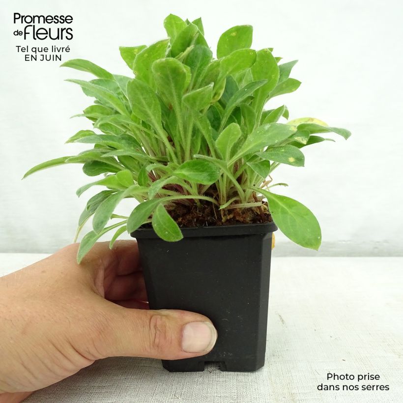 Ejemplar de Silene robotii Rollies Favorite Maceta de 7/8 cm entregado en verano