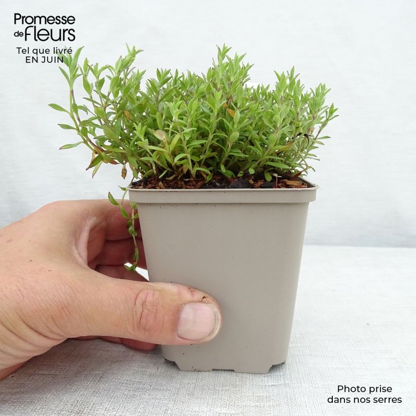 Ejemplar de Silene schafta Maceta de 8/9 cm entregado en verano