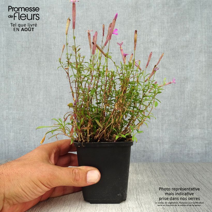 Ejemplar de Silene schafta Splendens Maceta de 8/9 cm entregado en verano