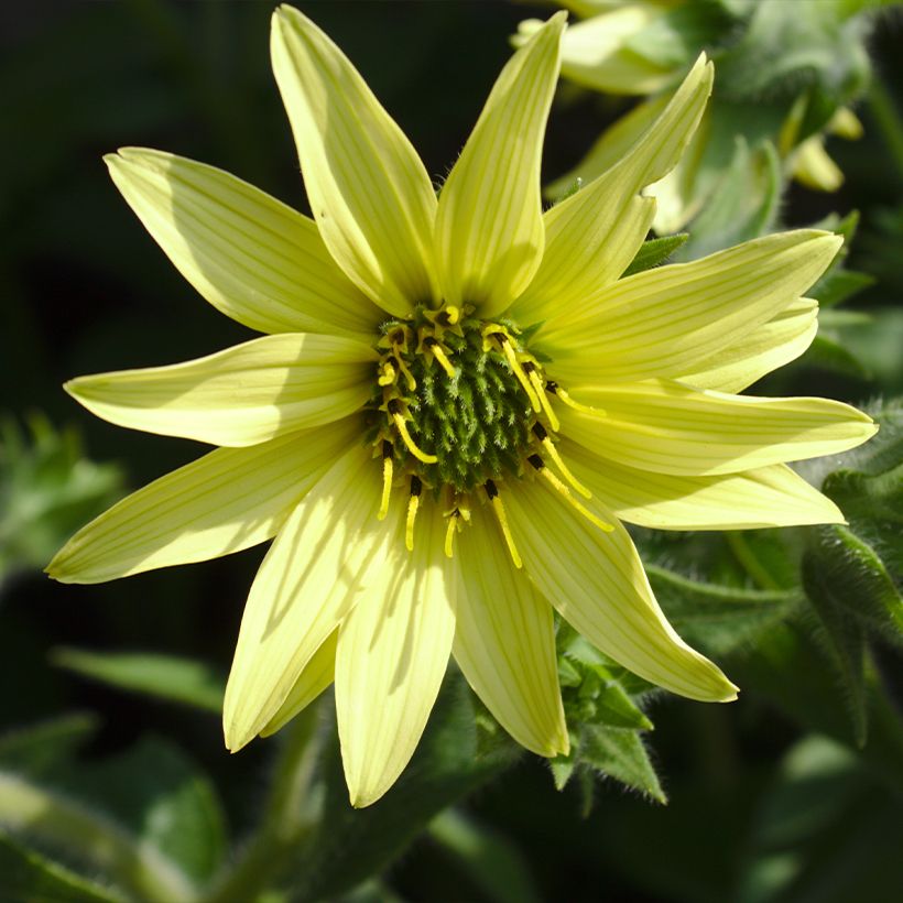 Silphium mohrii (Floración)