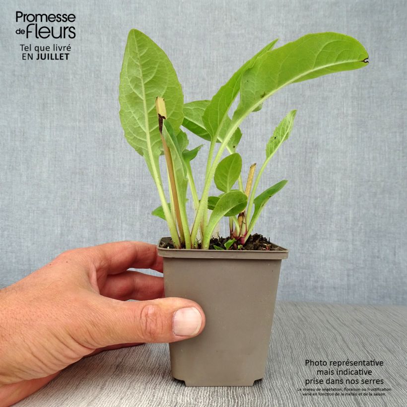 Ejemplar de Silphium perfoliatum Godet de 9cm entregado en verano