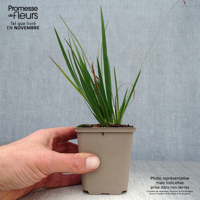 Ejemplar de Sisyrinchium angustifolium Lucerne Maceta de 8/9 cm entregado en otoño
