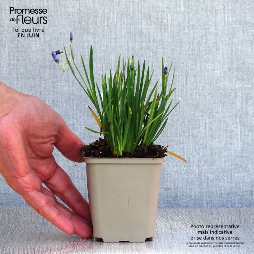 Ejemplar de Sisyrinchium angustifolium Devon Skies Godet de 9cm entregado en verano