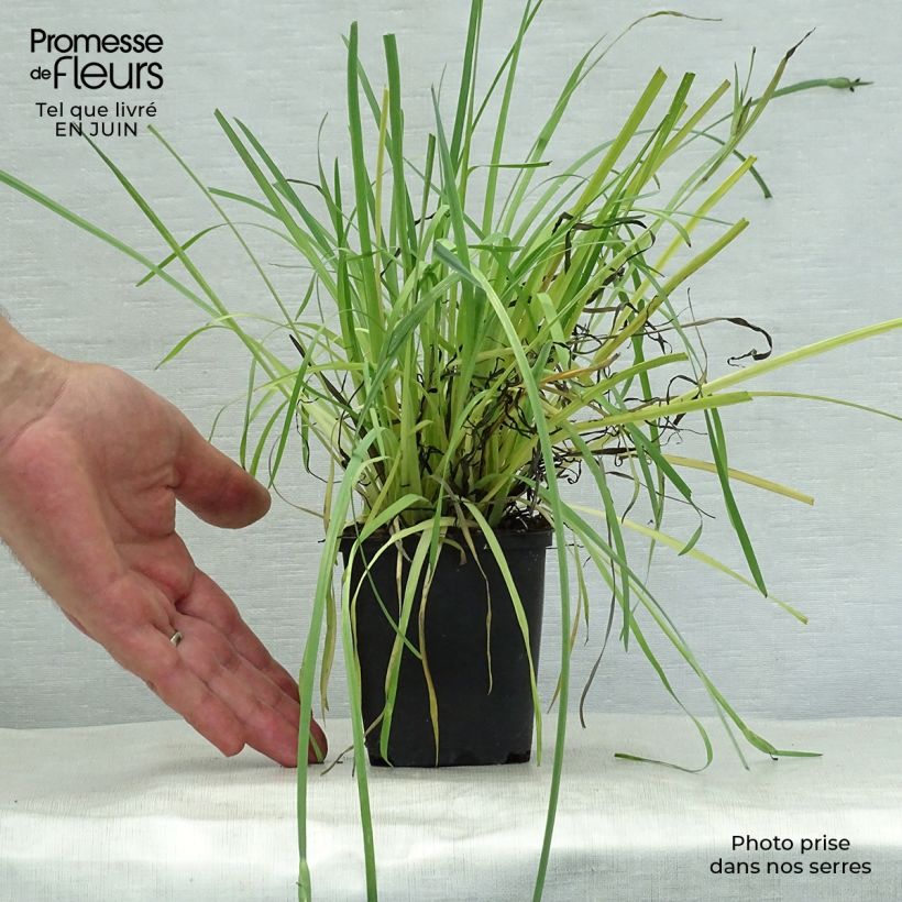 Ejemplar de Sisyrinchium californicus Maceta de 8/9 cm entregado en verano