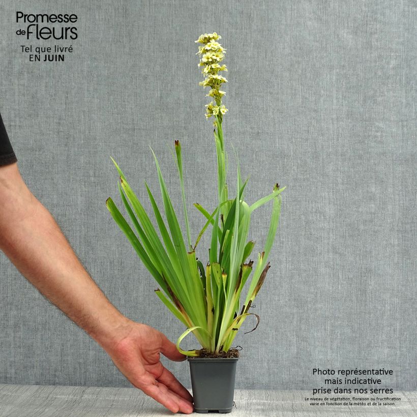 Ejemplar de Sisyrinchium striatum Aunt May - Lirio Chileno Huilmo Maceta de 8/9 cm entregado en verano