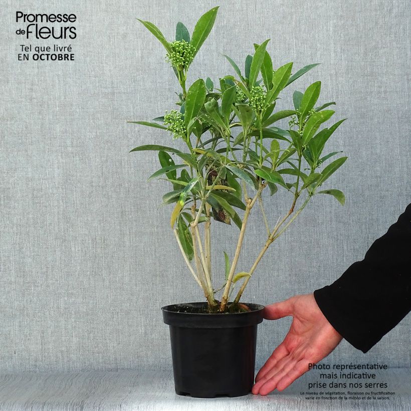 Ejemplar de Skimmia japonica Kew Green - Esquimia Maceta 2L/3L entregado en otoño