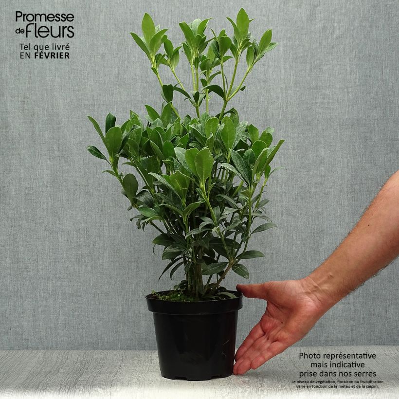 Ejemplar de Skimmia japonica Kew White - Esquimia Maceta 2L/3L entregado en otoño