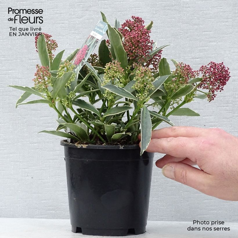 Skimmia japonica Magic Marlot - Esquimia Maceta 1L/1,5LAltura de entrega aprox. 5/10cm Ejemplar entregado en invierno