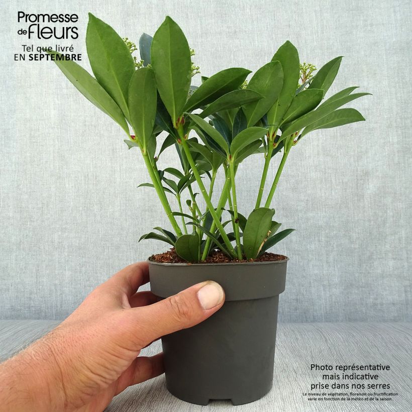 Ejemplar de Skimmia japonica Pink Dwarf - Esquimia Maceta 1L/1,5L entregado en otoño