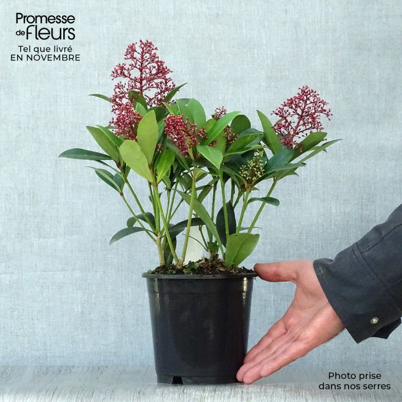 Ejemplar de Skimmia japonica Rubella - Esquimia Maceta de 12 cm / 13 cm entregado en otoño