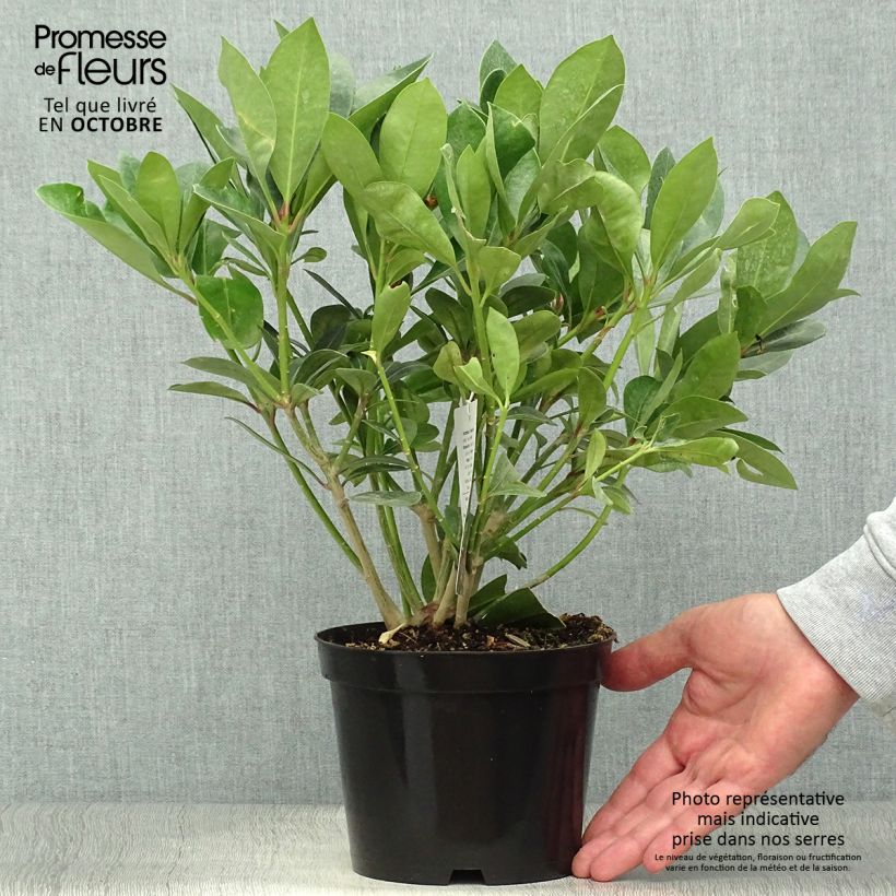 Ejemplar de Skimmia japonica Veitchii - Esquimia Maceta 2L/3L entregado en otoño