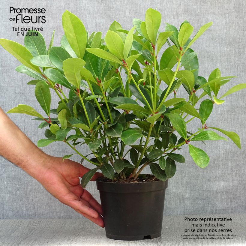 Ejemplar de Skimmia japonica Veitchii - Esquimia Maceta 2L/3LAltura de entrega aprox. 30/40cm entregado en verano