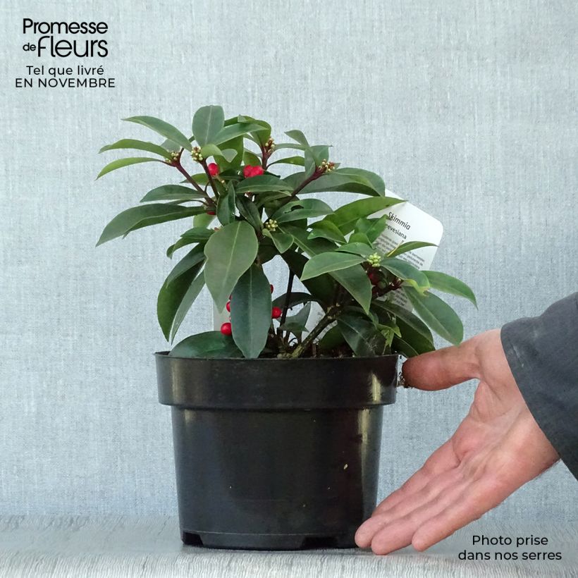 Ejemplar de Skimmia reevesiana Maceta 1L/1,5L entregado en otoño