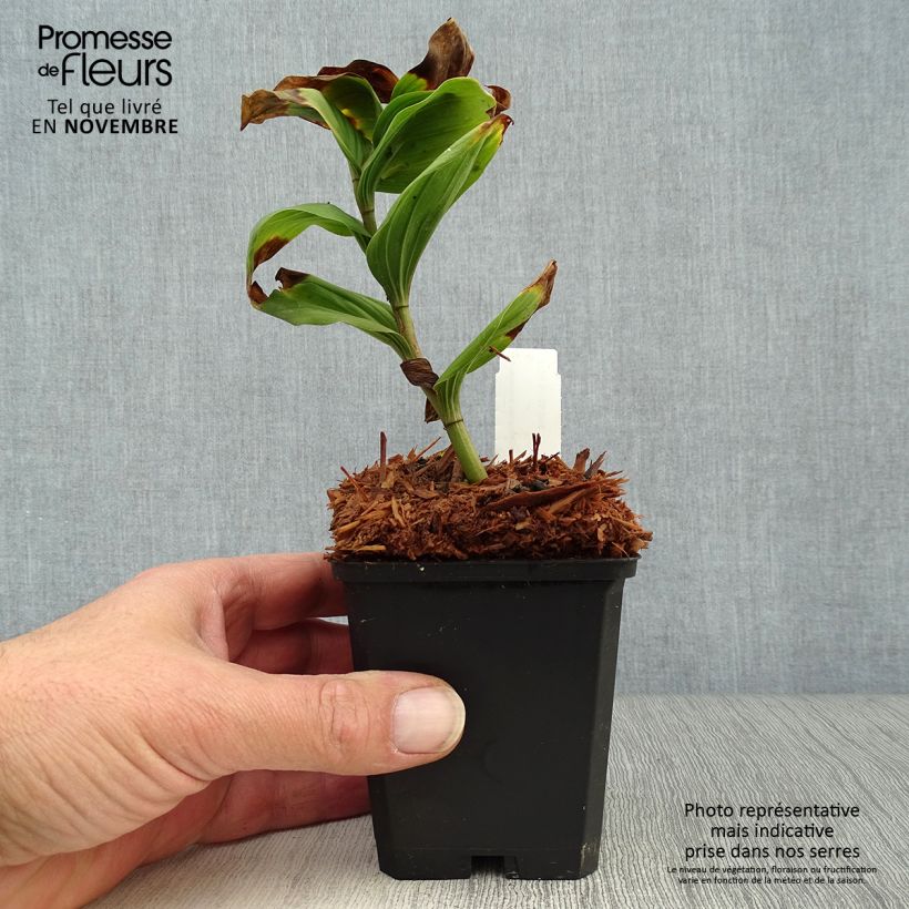 Ejemplar de Smilacina racemosum Maceta de 8/9 cm entregado en otoño
