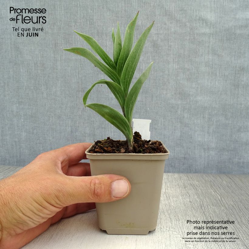 Ejemplar de Smilacina racemosum Maceta de 8/9 cm entregado en verano