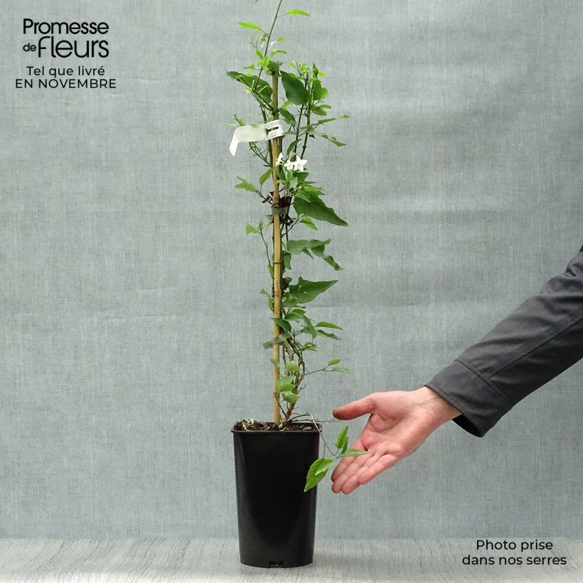 Ejemplar de Solanum jasminoides Album - Falso Jazmín Maceta 2L/3L entregado en otoño