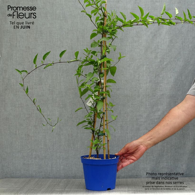 Ejemplar de Solanum jasminoides Blue - Falso Jazmín Maceta 2L/3LAltura de entrega aprox. 30/40cm entregado en verano