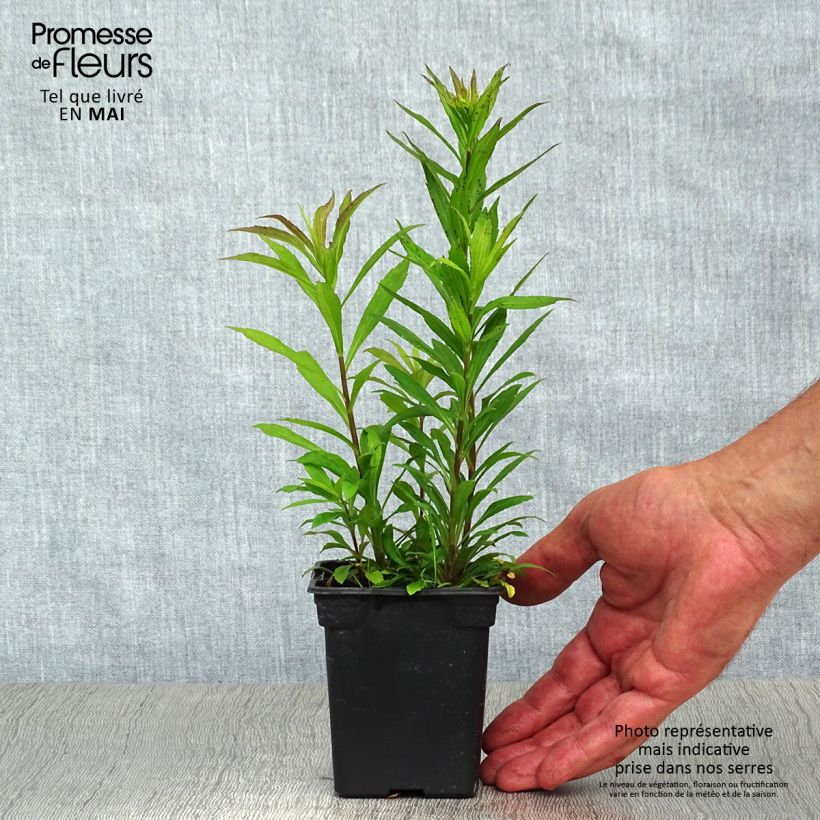 Solidago canadensis Gold King - Vara de oro Maceta de 7/8 cm Ejemplar entregado en la primavera