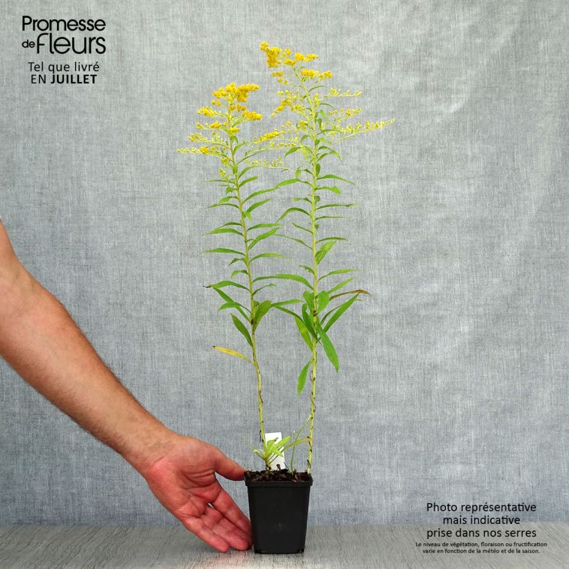 Ejemplar de Solidago Golden Mosa - Vara de oro Maceta de 8/9 cm entregado en verano